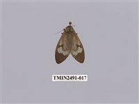 藏品(閃光玻燈蛾)的圖片